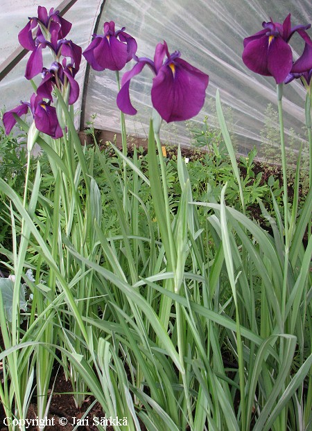 Iris ensata 'Variegata' japaninkurjenmiekka